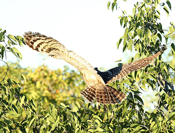 Spotted eagle owl - Ongava