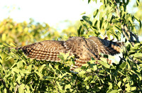 Spotted eagle owl - Ongava