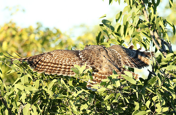 Spotted eagle owl - Ongava