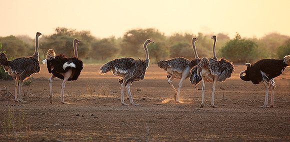 End of afternoon  in South Rift Valley