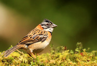 Rufous collared sparrow (bruant chingolo)