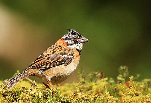 Rufous collared sparrow (bruant chingolo)