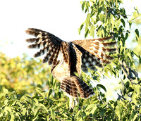 Spotted eagle owl - Ongava
