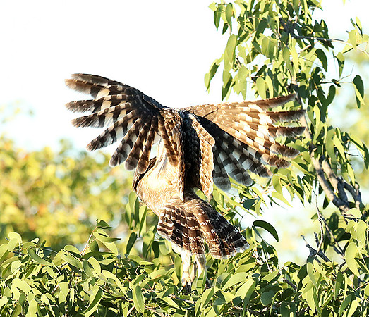Spotted eagle owl - Ongava