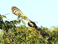 Spotted eagle owl - Ongava