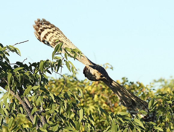Spotted eagle owl - Ongava