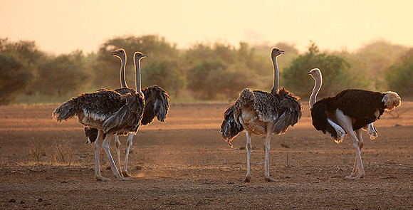 End of afternoon  in South Rift Valley