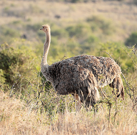 Nairobi National Park