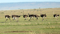 Masaï Mara