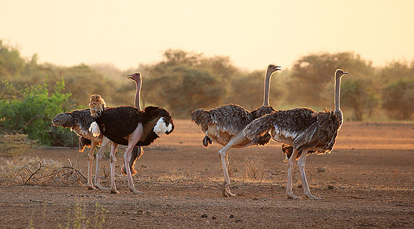End of afternoon  in South Rift Valley