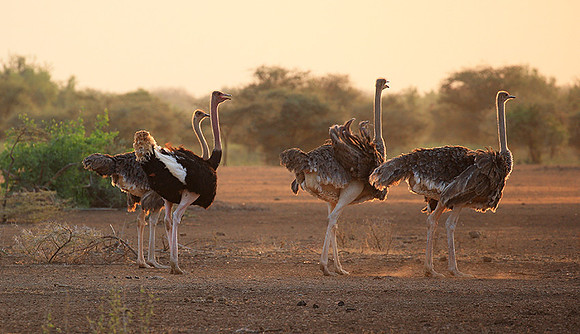 End of afternoon  in South Rift Valley