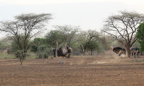 End of afternoon  in South Rift Valley