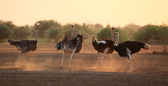 End of afternoon  in South Rift Valley