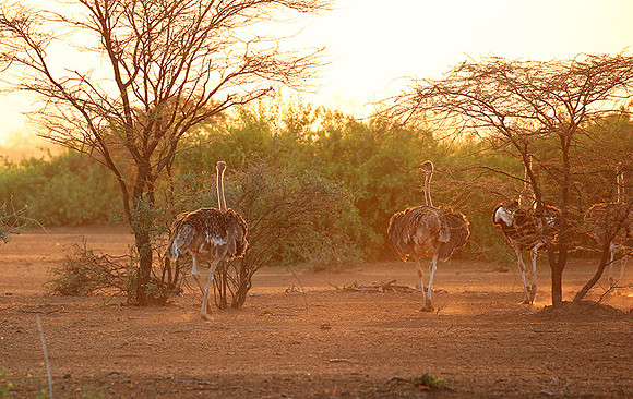 End of afternoon  in South Rift Valley