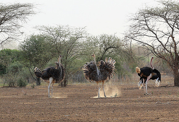 End of afternoon  in South Rift Valley