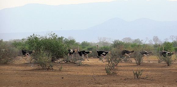 End of afternoon  in South Rift Valley