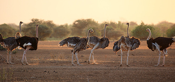 End of afternoon  in South Rift Valley