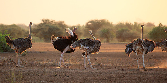 End of afternoon  in South Rift Valley