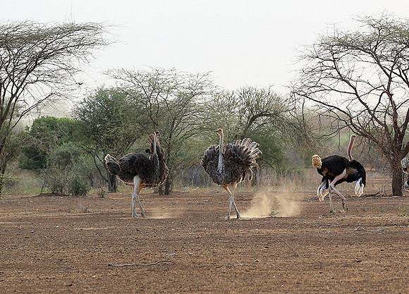 End of afternoon  in South Rift Valley