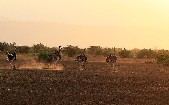 End of afternoon  in South Rift Valley