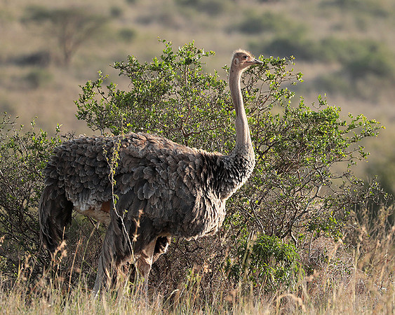Nairobi National Park