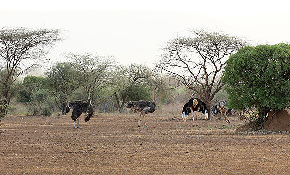 End of afternoon  in South Rift Valley