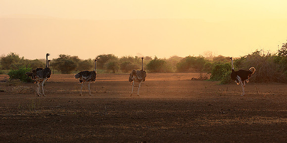 End of afternoon  in South Rift Valley