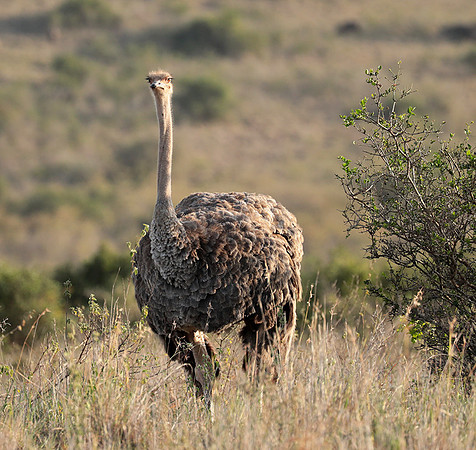 Nairobi National Park