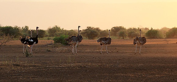 End of afternoon  in South Rift Valley