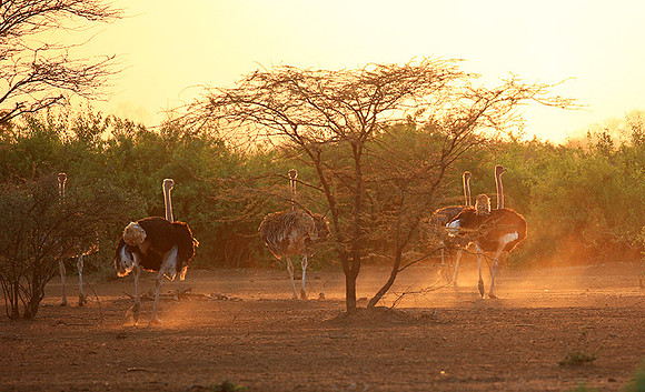 End of afternoon  in South Rift Valley