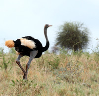Somali ostrich - Meru NP