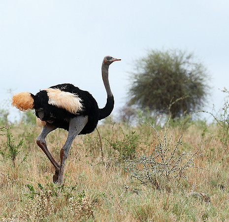 Somali ostrich - Meru NP