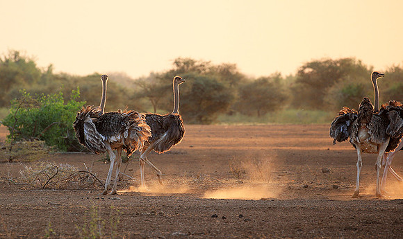 End of afternoon  in South Rift Valley