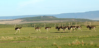Masaï Mara