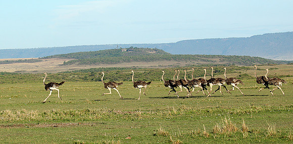 Masaï Mara