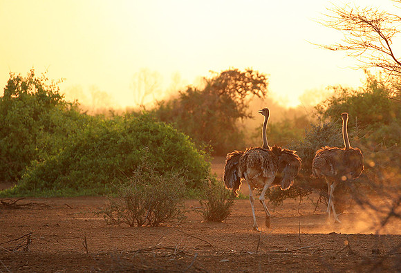 End of afternoon  in South Rift Valley