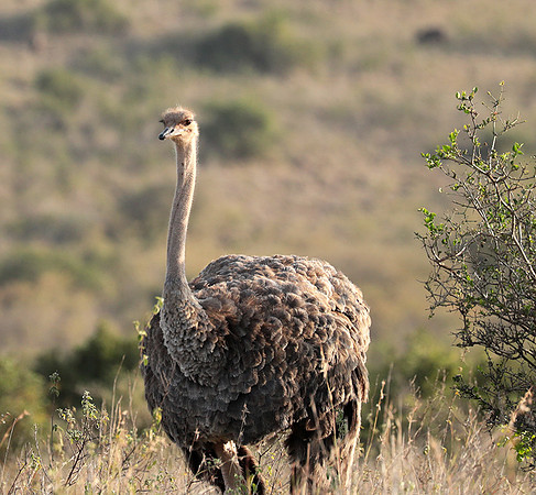 Nairobi National Park