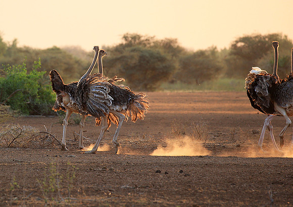 End of afternoon  in South Rift Valley
