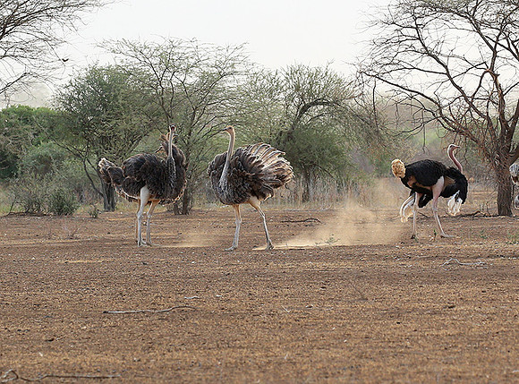 End of afternoon  in South Rift Valley
