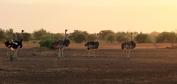 End of afternoon  in South Rift Valley