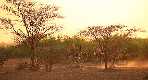 End of afternoon  in South Rift Valley
