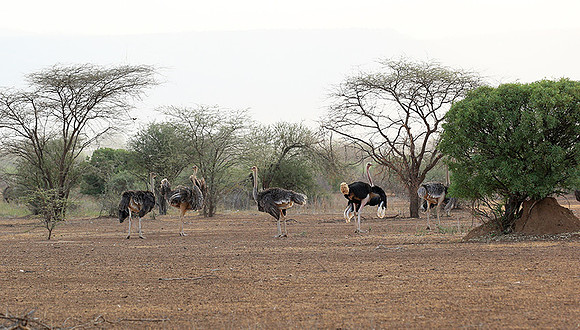 End of afternoon  in South Rift Valley