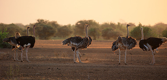 End of afternoon  in South Rift Valley