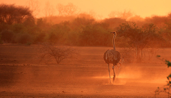 End of afternoon  in South Rift Valley