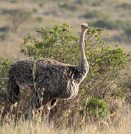 Nairobi National Park