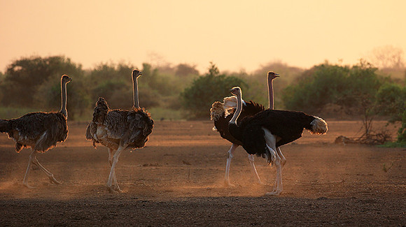 End of afternoon  in South Rift Valley