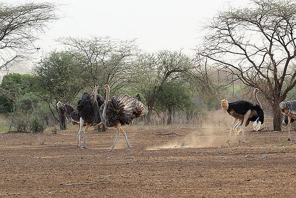 End of afternoon  in South Rift Valley