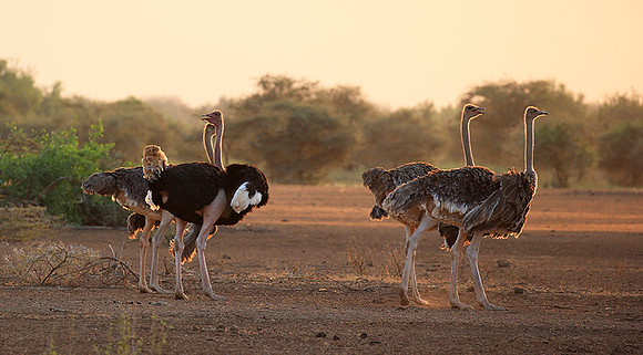End of afternoon  in South Rift Valley