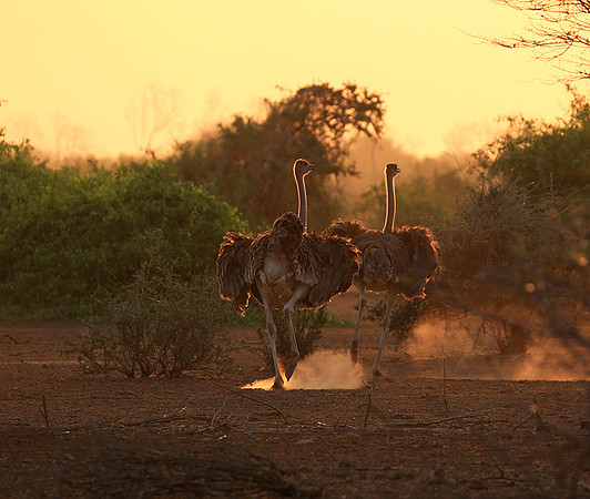 End of afternoon  in South Rift Valley