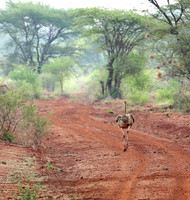 Somali ostrich - Meru NP
